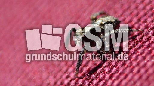 Springspinne (1).jpg